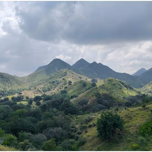 When Nature Is Cut Down: India’s Silent Ecological Crises