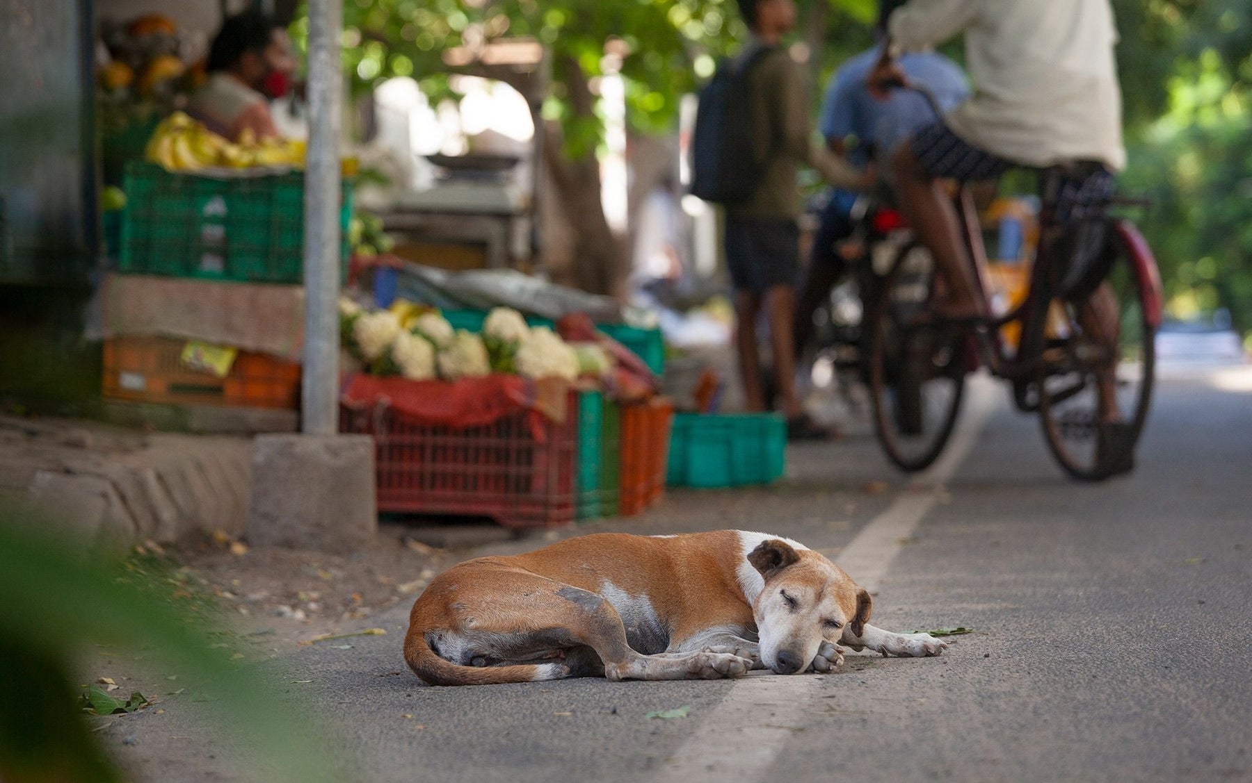 From the Streets, With Fear: A Plea for Compassion for India’s Stray Dogs