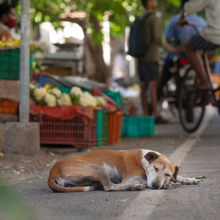 From the Streets, With Fear: A Plea for Compassion for India’s Stray Dogs
