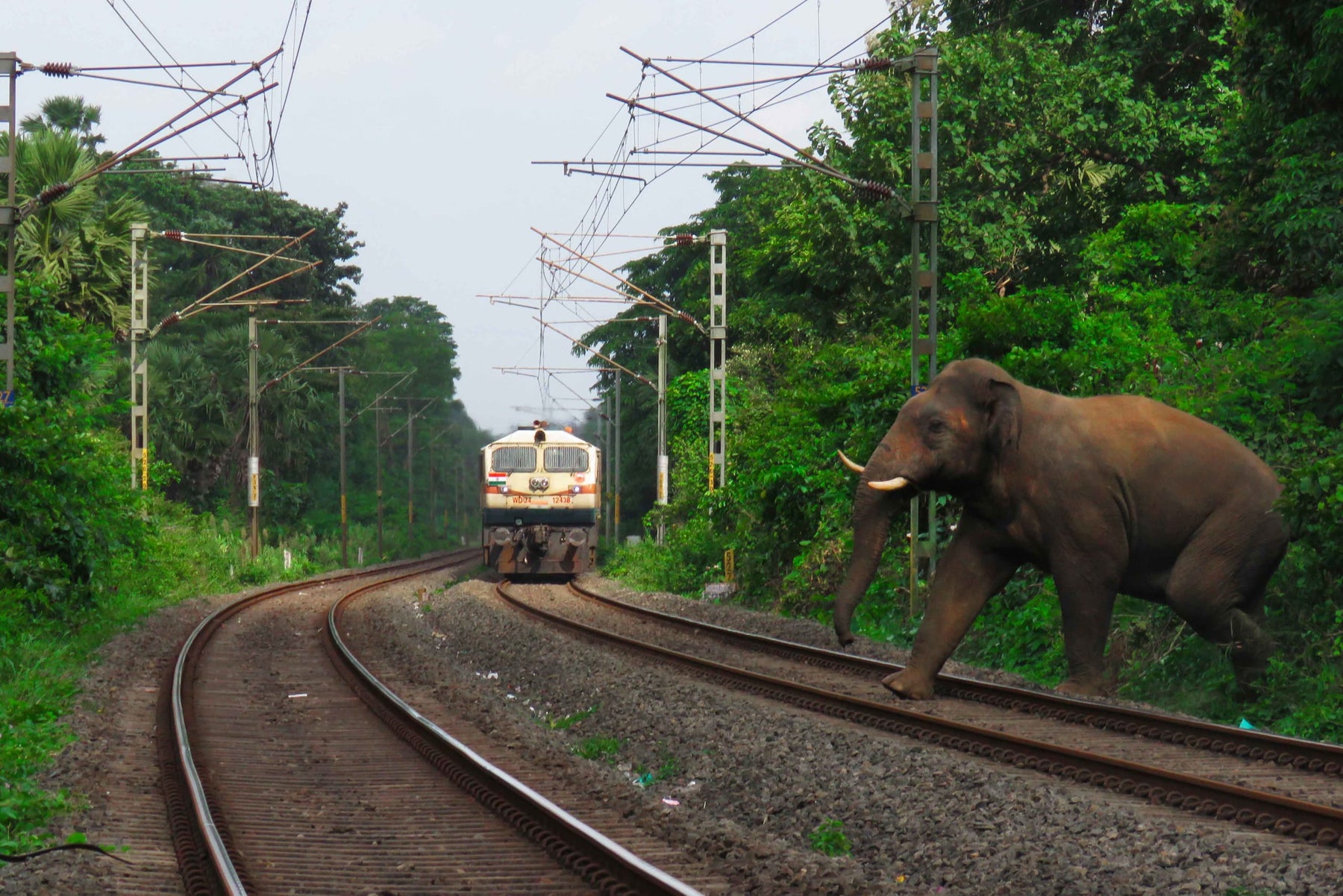 When Speed Kills: India’s Wildlife vs Infrastructure