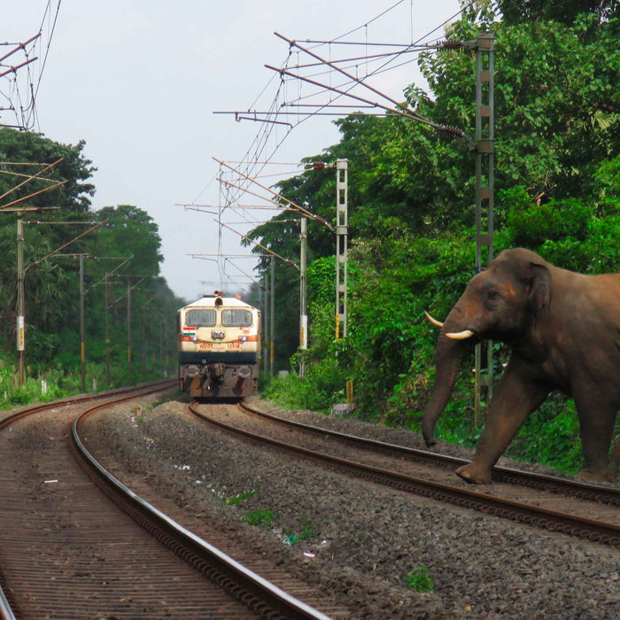 When Speed Kills: India’s Wildlife vs Infrastructure